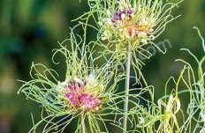 Аллиум Хэйр Allium Hair®