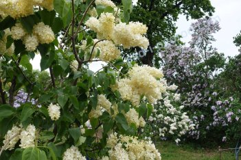 Сирень обыкновенная Примроуз Syringa vulgaris Primrose