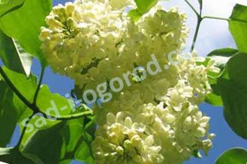 Сирень обыкновенная Примроуз Syringa vulgaris Primrose