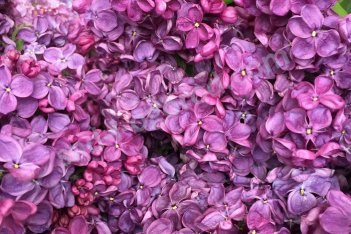 Сирень обыкновенная Анна Шиач Syringa Vulgaris Anne Shiach