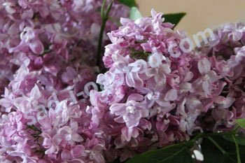 Сирень обыкновенная Богдан Хмельницкий Syringa Vulgaris Bogdan Khmelnitskiy