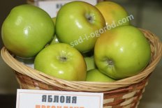 Яблоня колонновидная Президент