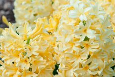 Гиацинт Йеллоустоун Hyacinthus Yellowstone