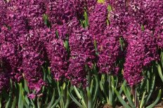 Гиацинт Вудсток Hyacinthus Woodstock