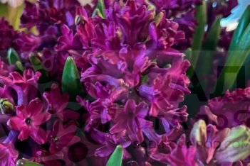 Гиацинт Вудсток Hyacinthus Woodstock 