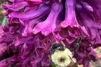 Гиацинт Вудсток Hyacinthus Woodstock 