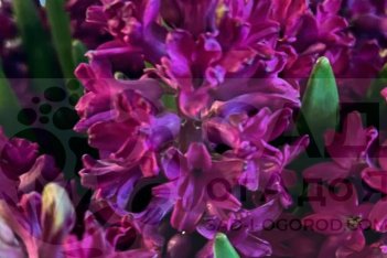 Гиацинт Вудсток Hyacinthus Woodstock 