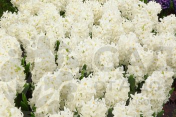 Гиацинт Карнеги Hyacinthus Carnegie