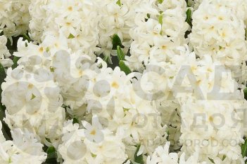 Гиацинт Карнеги Hyacinthus Carnegie