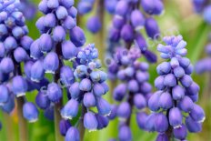Мускари армянский Muscari armeniacum