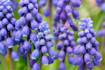 Мускари армянский Muscari armeniacum