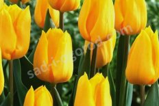 Тюльпан Триумф Ян Ван Нес Tulipa Jan Van Nes