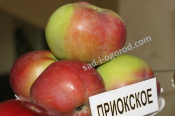 Яблоня колонновидная Приокское