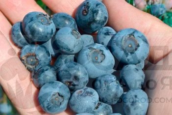 Голубика Бригита Блю Vaccinium Brigita Blue