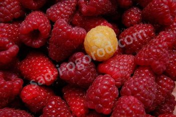 Малина ремонтантная Полана Rubus idáeus Polana
