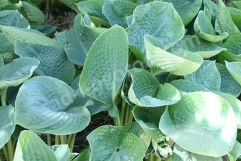 Хоста гибридная Биг Дедди Hosta hybrid Big Daddy