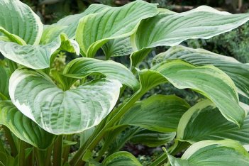 Хоста гибридная Фрагрант Файр Hosta hybrid Fragrant Fire