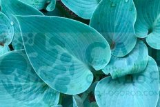 Хоста Блю Мун Hosta Blue Moon