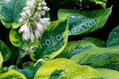 Хоста Токудама Hosta Tokudama