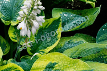 Хоста Токудама Hosta Tokudama