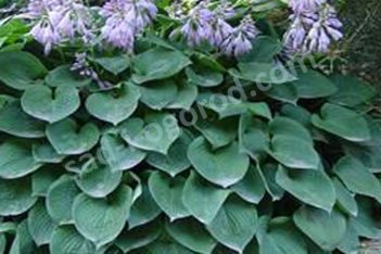 Хоста Блу Кадет Hosta Blue Cadet