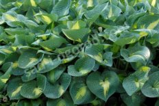 Хоста Лейксайд Шо Мастер Hosta Lakeside Shore Master