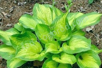 Хоста Лейксайд Банана Бей Hosta Lakeside Banana Bay