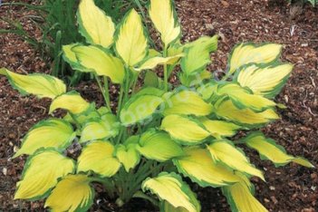 Хоста Леди Гвиневера Hosta Lady Guinevere