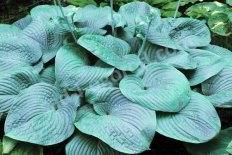 Хоста Биг Мама Hosta Big Mama