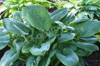 Хоста Блу Амбреллаз Hosta Blue Umbrellas