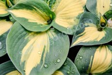 Хоста Бич Бой Hosta Beach Boy