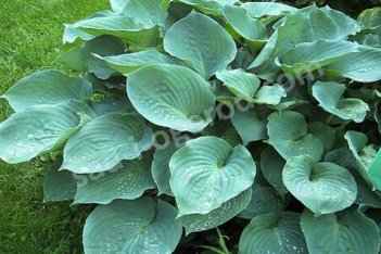 Хоста Мунлайт Соната Hosta Moonlight Sonata