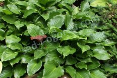 Хоста Инвинсибл Hosta Invincible
