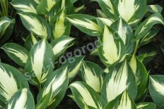 Хоста Морнинг Стар Hosta Morning Star