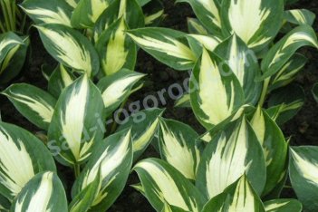 Хоста Морнинг Стар Hosta Morning Star