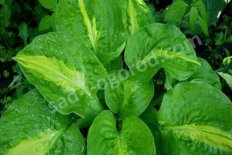 Хоста Манго Танго Hosta Mango Tango