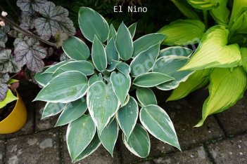 Хоста Эль Нино Hosta El Nino