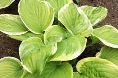 Хоста Фрейгрант Букет Hosta Fragrant Bouquet