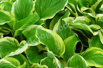 Хоста Диана Ремемберед Hosta Diana Remembered
