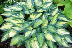 Хоста Джун Hosta June