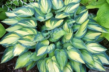 Хоста Джун Hosta June