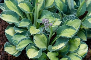 Хоста Холи Маус Еас Hosta Holy Mouse Ears