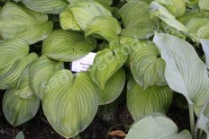 Хоста Гуакамоле Hosta Guacamole