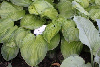 Хоста Гуакамоле Hosta Guacamole