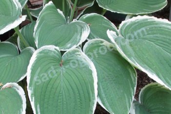 Хоста Фростед Джейд Hosta Frosted Jade