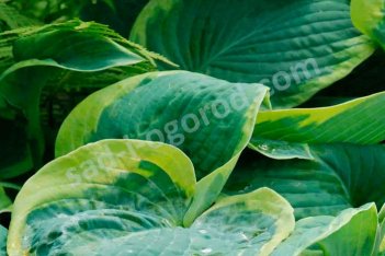 Хоста Фрэнсиз Вилльямс Hosta Frances Williams