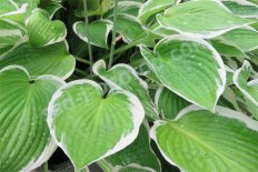 Хоста Франси Hosta Francee