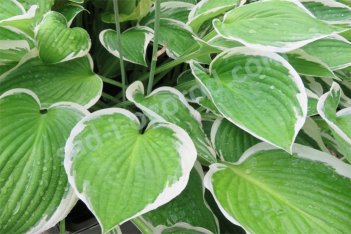 Хоста Франси Hosta Francee