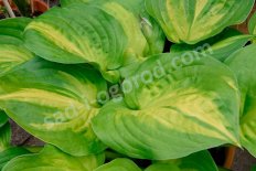 Хоста Адорабл Hosta Adorable