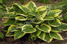 Хоста Энн Hosta Anne